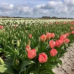 In Sint Maartenszee