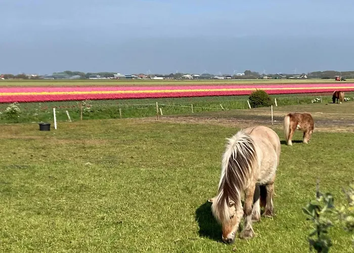Dom wakacyjny In Sint Maartenszee *